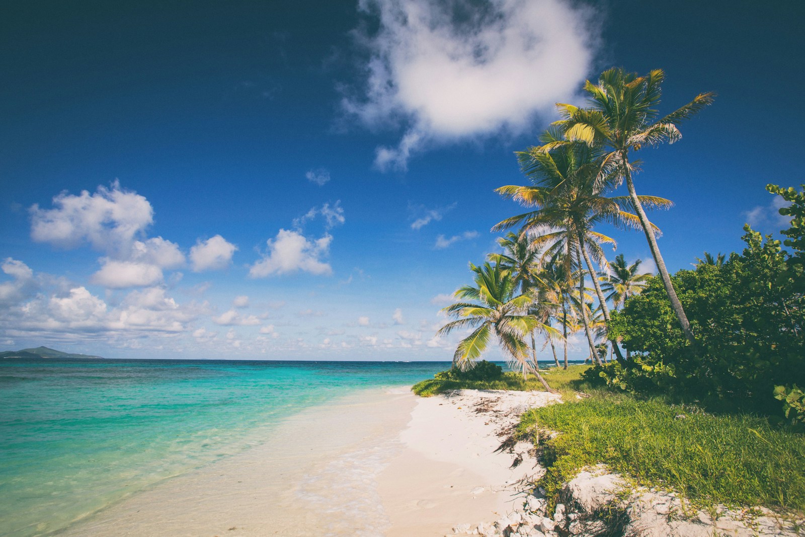 Palm trees lining a white sand beach beside clear Caribbean water